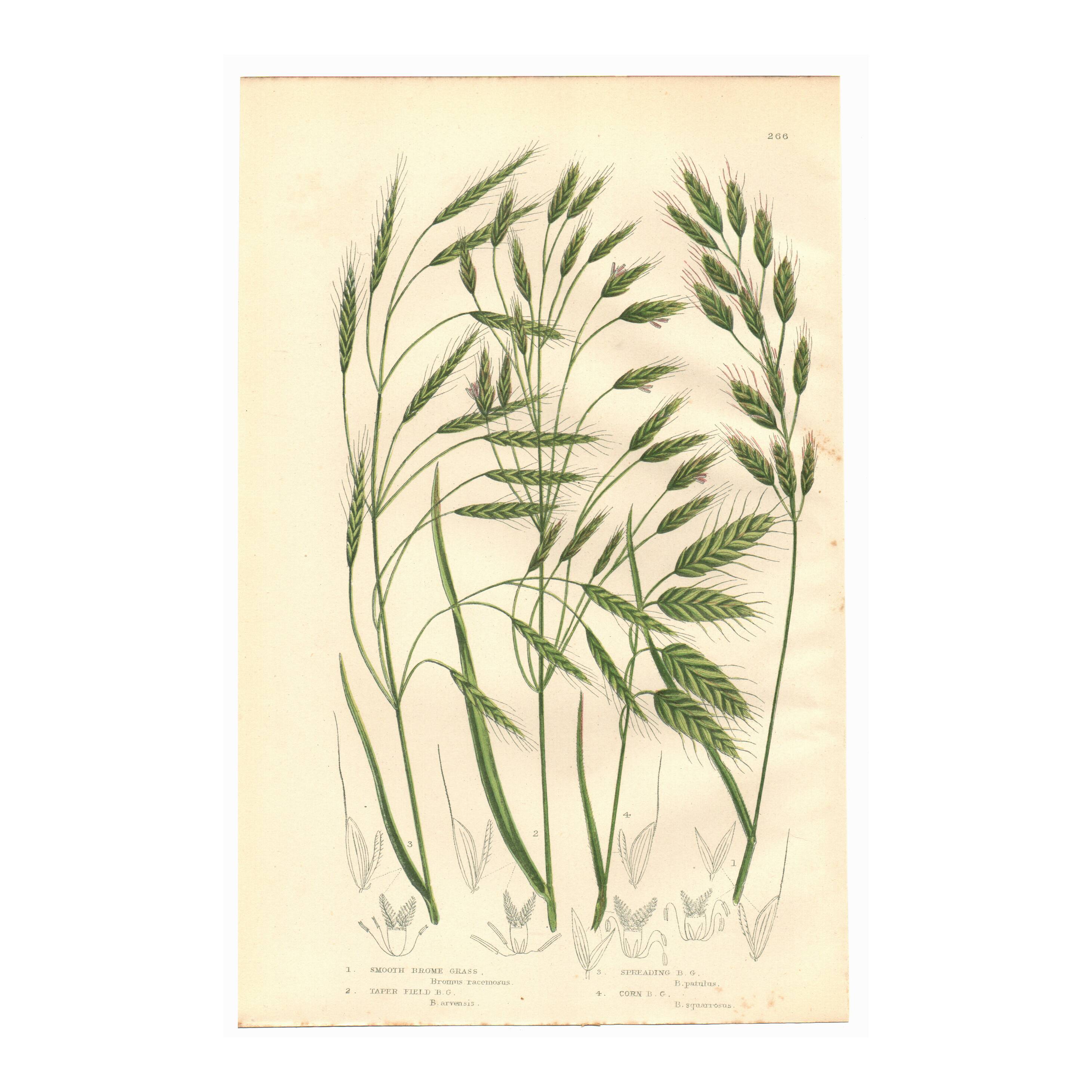 Engraving from 1889 - Wild Grasses - Antique botanical lithograph
