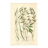 Engraving from 1889 - Wild Grasses - Antique botanical lithograph