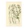 Engraving from 1889 - Wild Grasses - Antique botanical lithograph