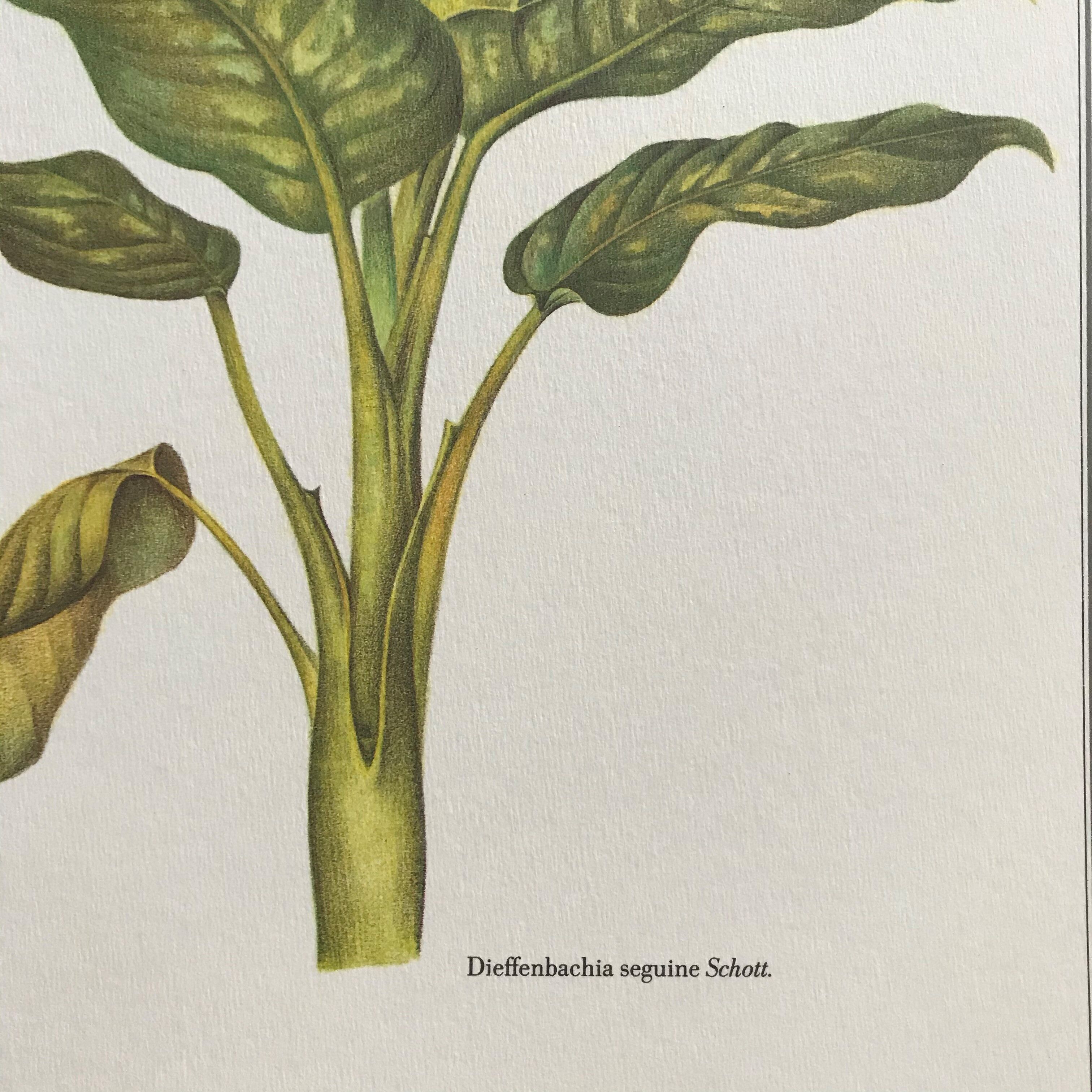 Planche botanique dieffenbachia seguine