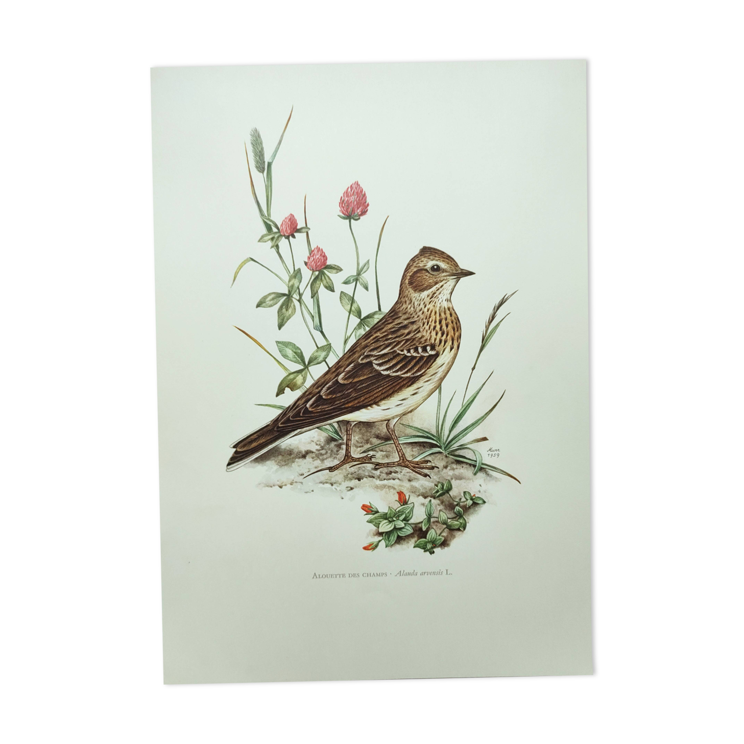 Old bird board 1960s - Skylark - Illustration to frame