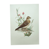 Old bird board 1960s - Skylark - Illustration to frame