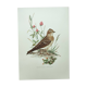 Old bird board 1960s - Skylark - Illustration to frame