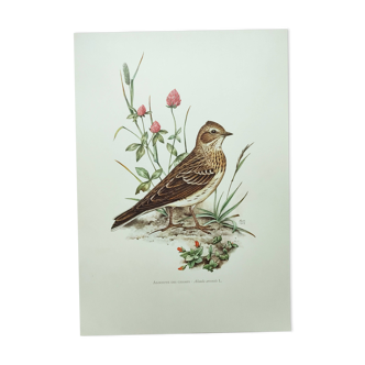 Old bird board 1960s - Skylark - Illustration to frame