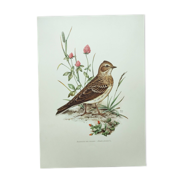 Old bird board 1960s - Skylark - Illustration to frame