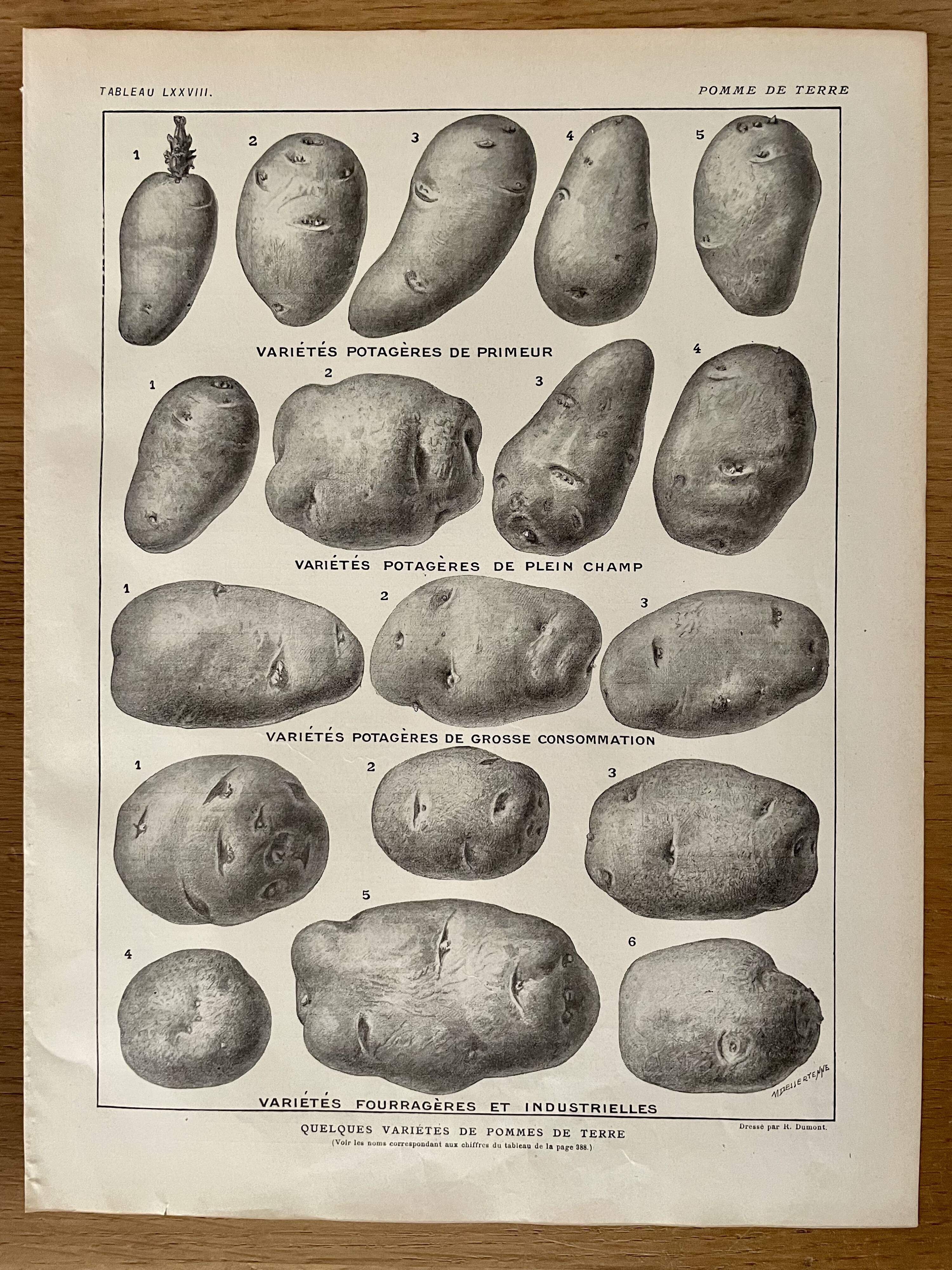 Lithograph on the potato from 1921