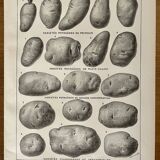 Lithograph on the potato from 1921