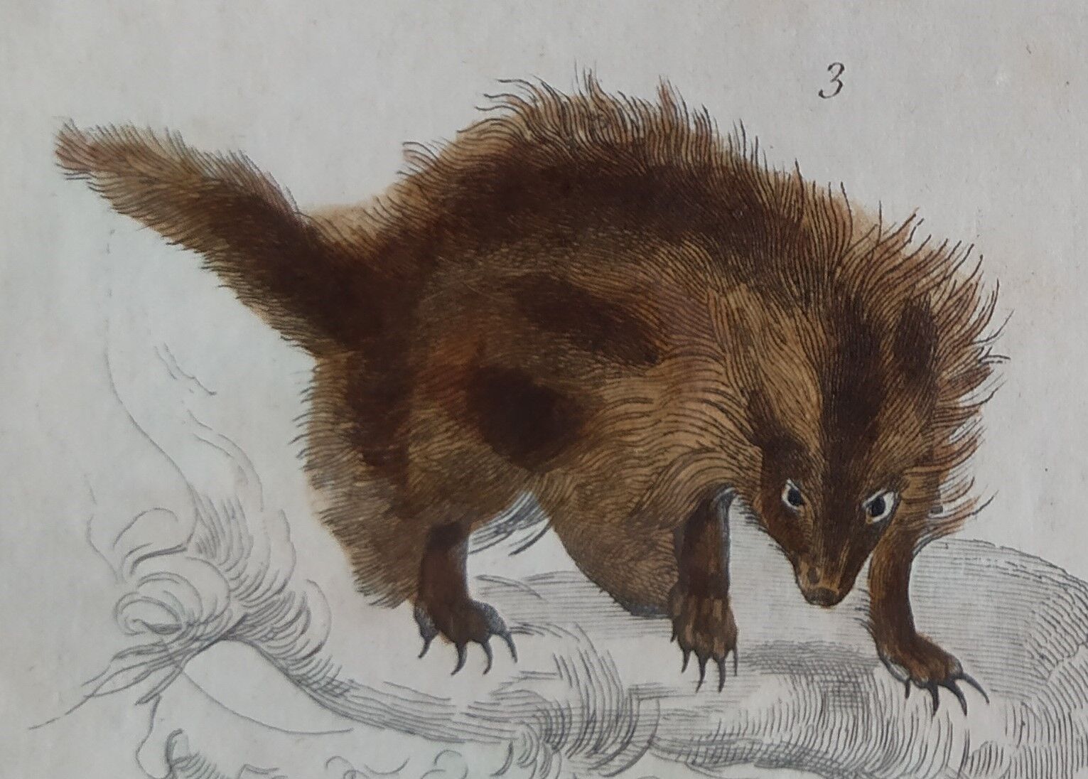 Original zoological plate "porcupine, Malaca porcupine, coendou,... - Buffon 1838