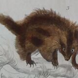 Original zoological plate " porcupine, porcupine of malaca, coendou,... - buffon 1838