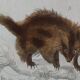 Original zoological plate "porcupine, Malaca porcupine, coendou,... - Buffon 1838
