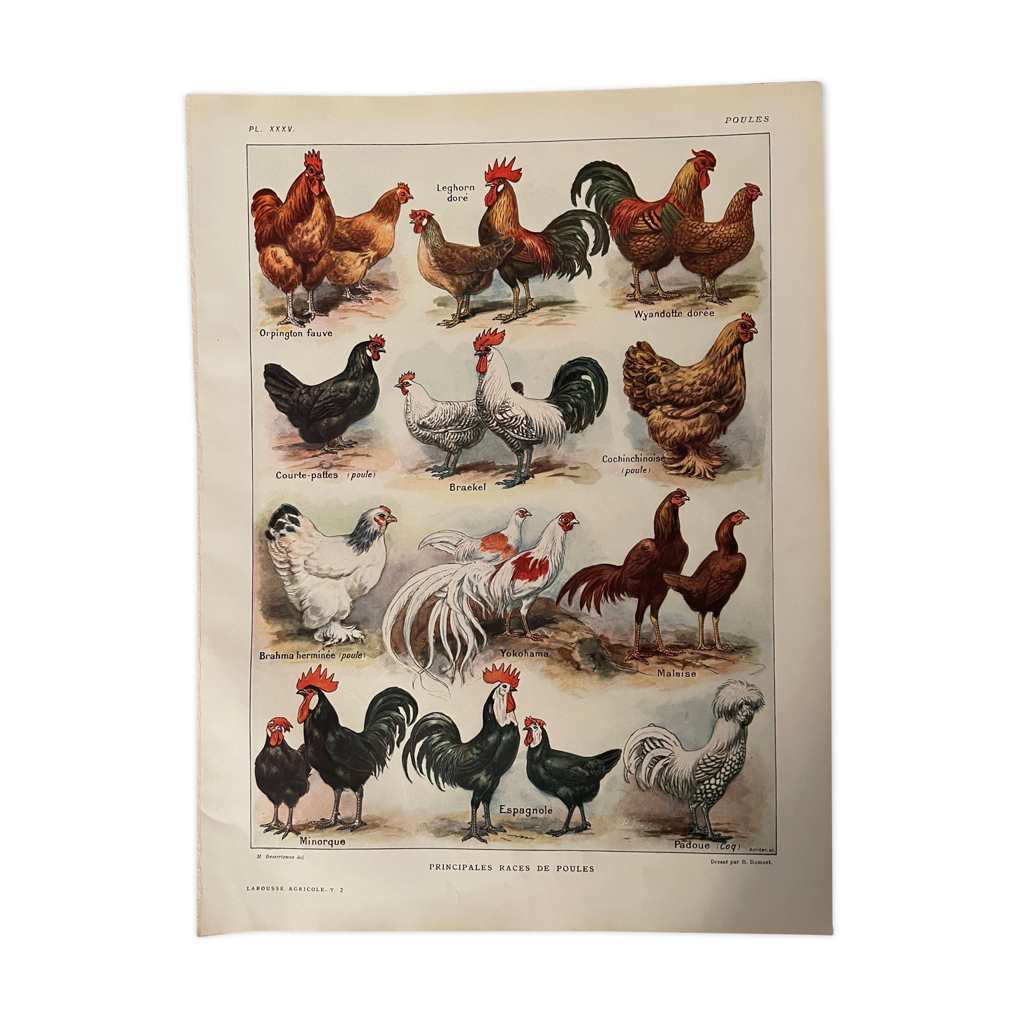 Lithograph on hens from 1921 XXXV