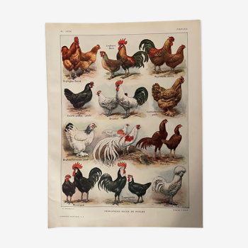 Lithographie sur les poules de 1921 XXXV