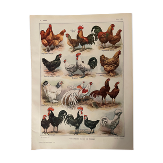 Lithographie sur les poules de 1921 XXXV