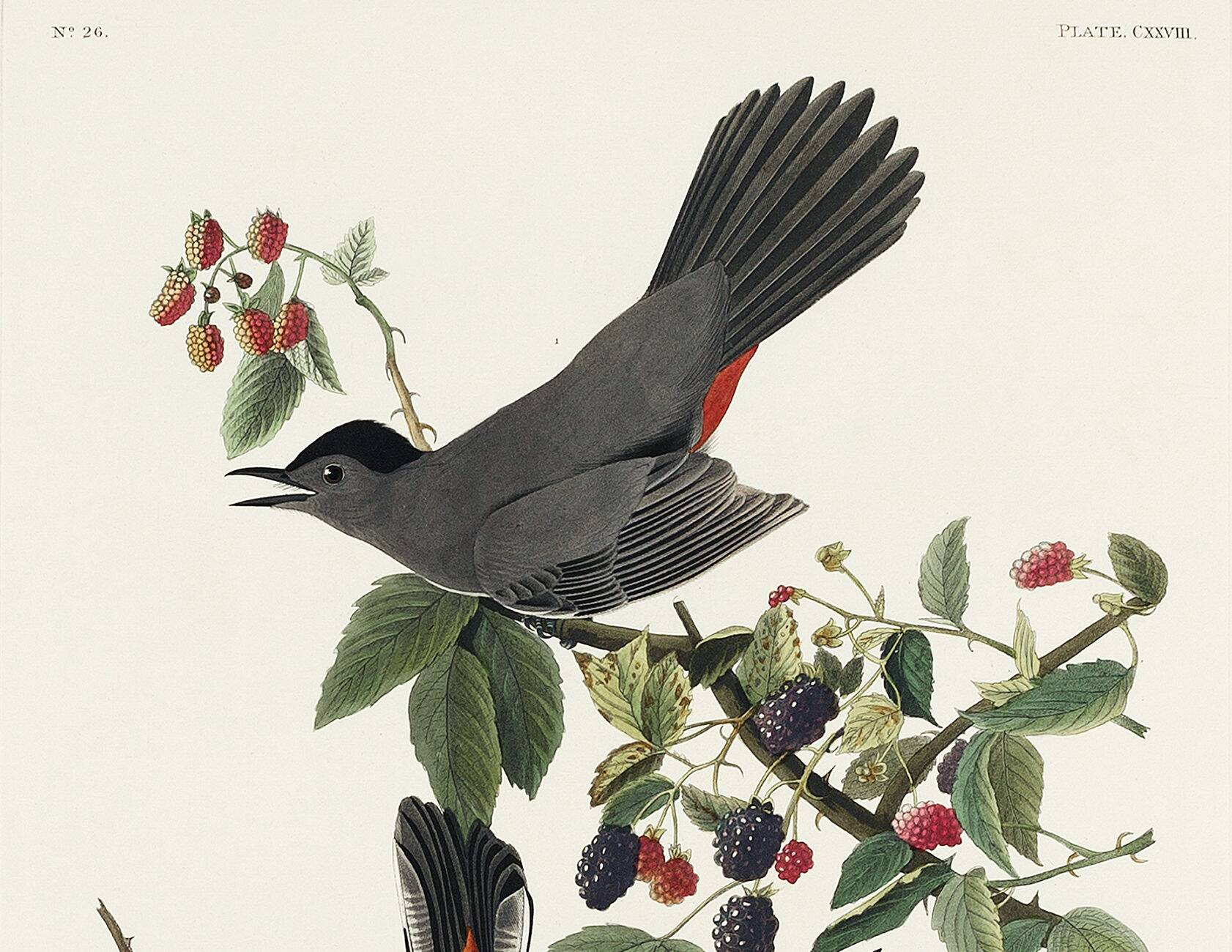 Poster about the Blackbird-Cat, based on an old engraving from 1827.