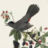 Poster about the Blackbird-Cat, based on an old engraving from 1827.