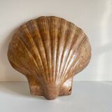 Shell wall enameled by aljezur