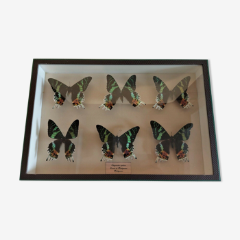 Boîte entomologique avec papillons urania chrysiridia ripheus
