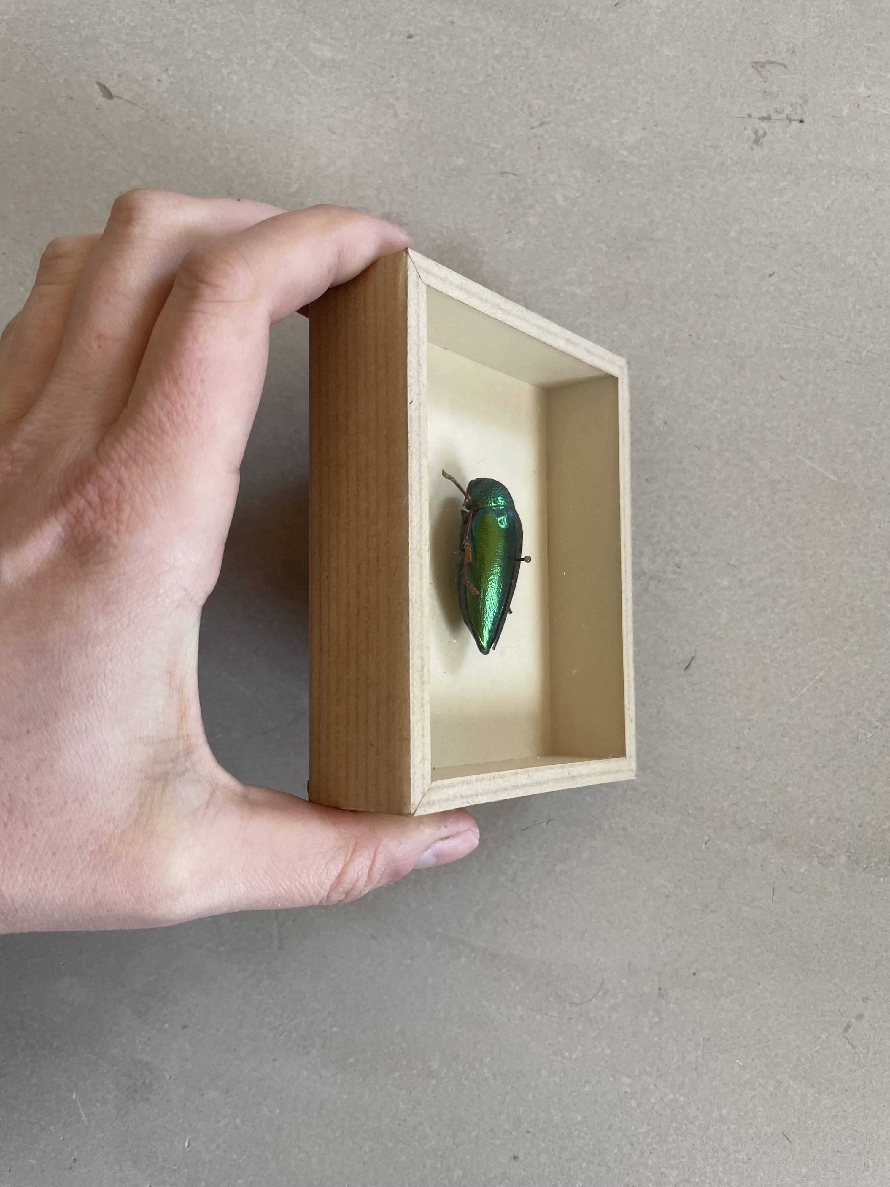 Beetle stuffed under glass