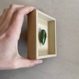 Beetle stuffed under glass