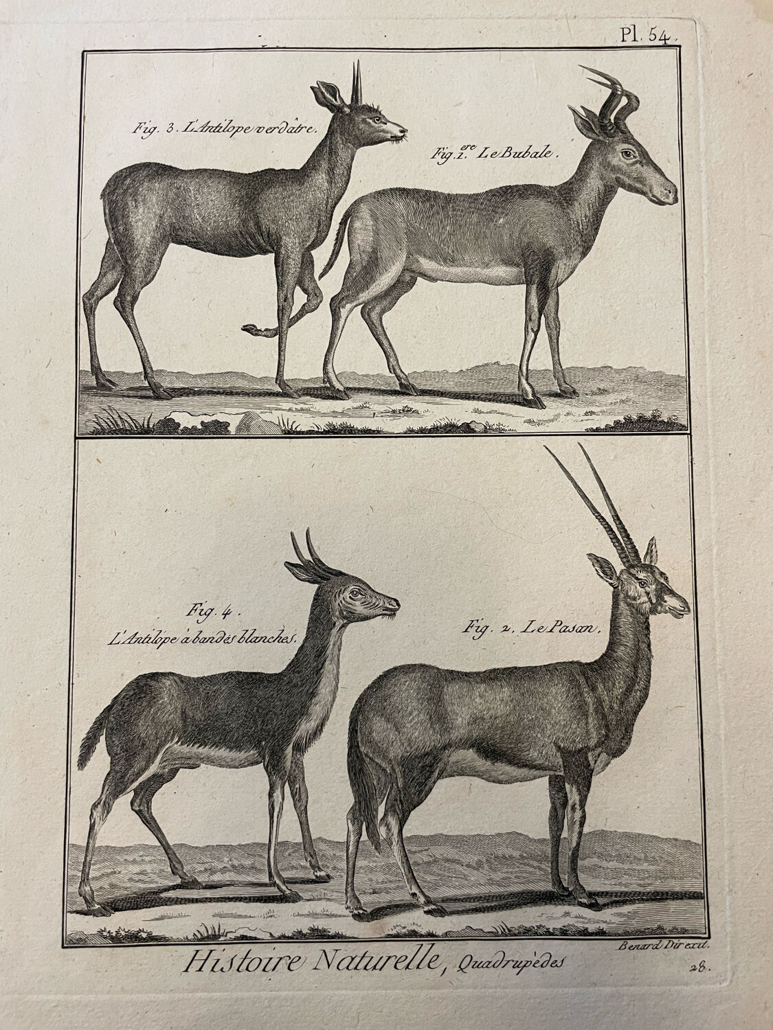 Engraving XVIIIth Buffon