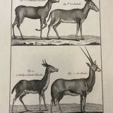 Engraving XVIIIth Buffon