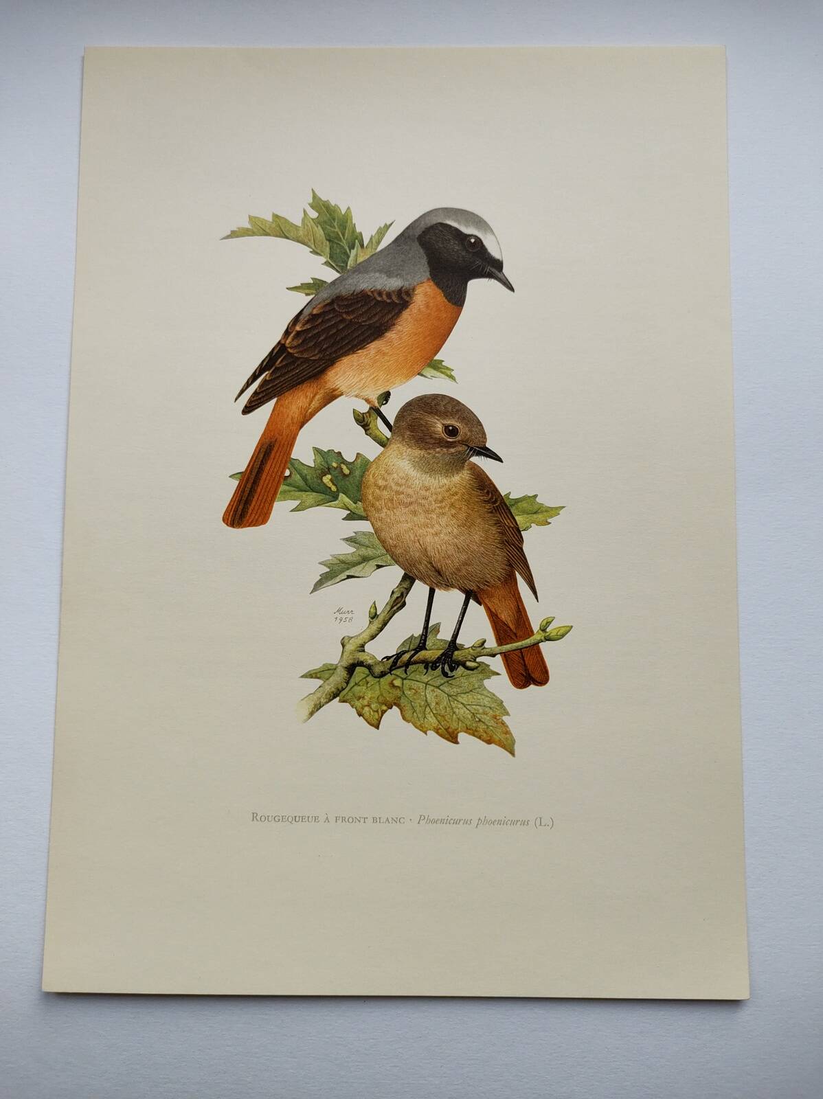 Bird board 1960s - White-fronted Redstart - Zoological and ornithological wine illustration
