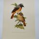 Bird board 1960s - White-fronted Redstart - Zoological and ornithological wine illustration
