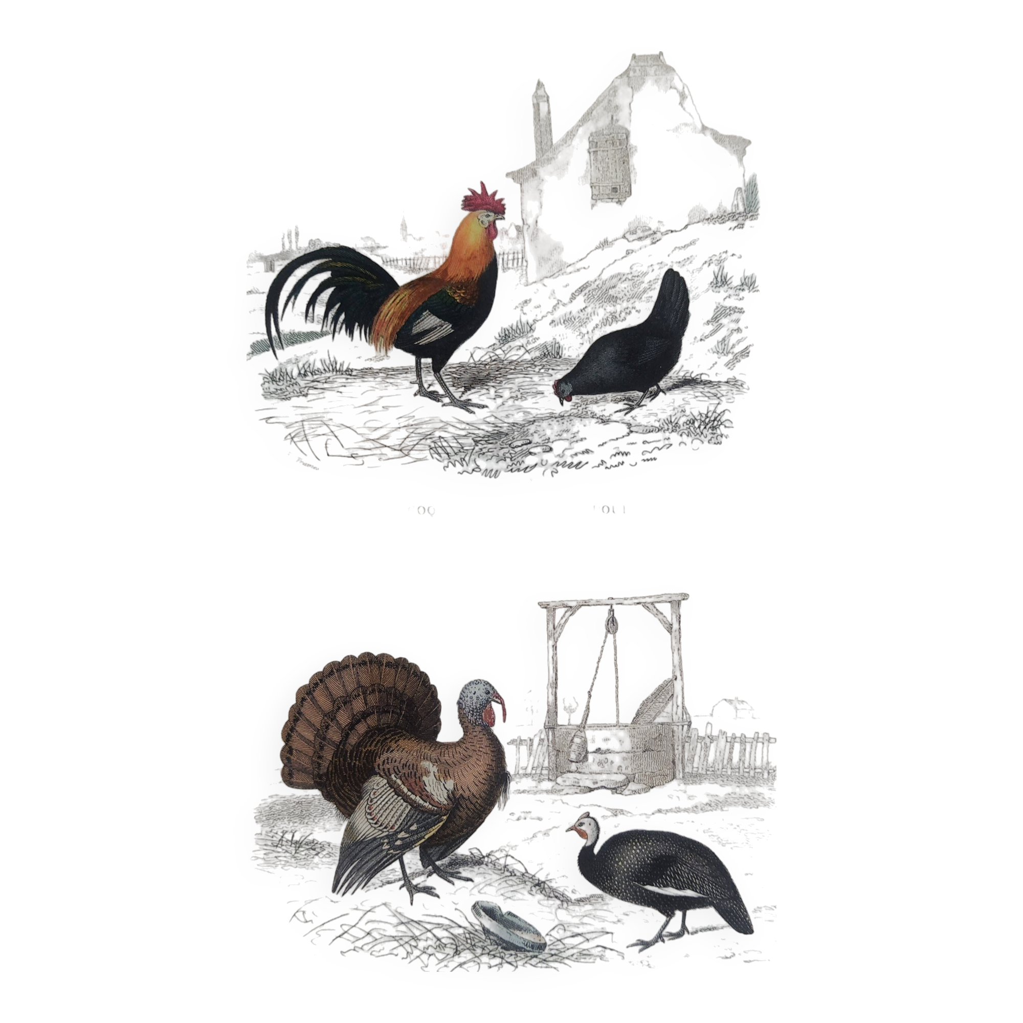 Ornithological Plate, Buffon 1838 "Rooster, Hen, Turkey, Guinea Fowl"