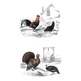 Ornithological Plate, Buffon 1838 "Rooster, Hen, Turkey, Guinea Fowl"