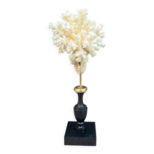 corail blanc naturel