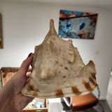 Large cornuta shell