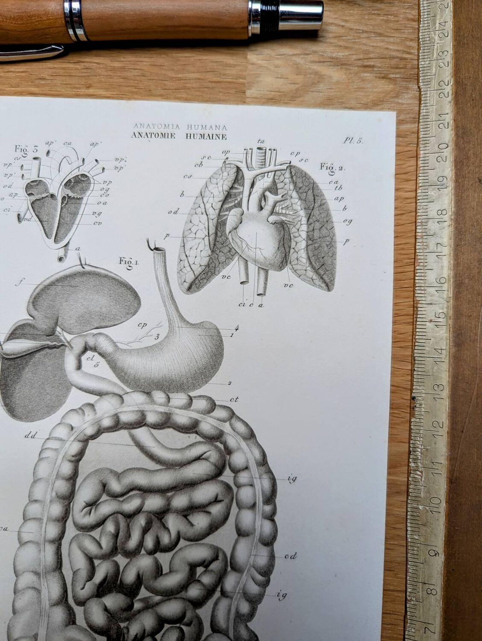 Printed in 1851, Digestive system, heart and lungs.