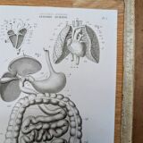 Printed in 1851, Digestive system, heart and lungs.