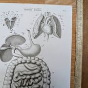 Printed in 1851, Digestive system, heart and lungs.