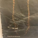 Vintage school teaching chart