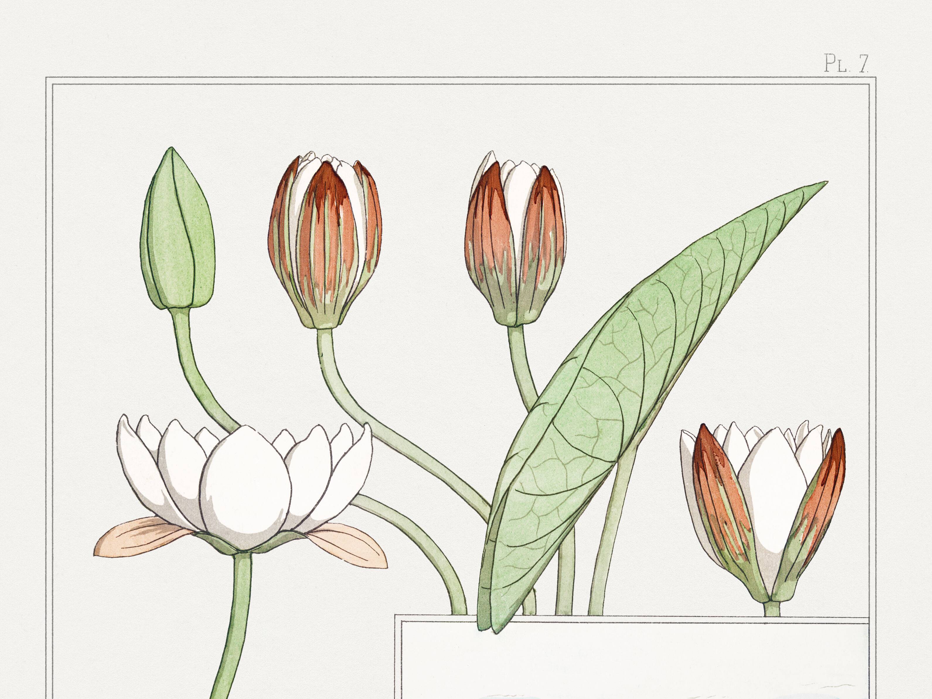 Poster “Water Lily”, after an Art Nouveau lithograph from 1897