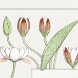 Poster “Water Lily”, after an Art Nouveau lithograph from 1897