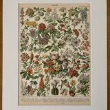 Lithograph of flowers (catalpa) – 1900
