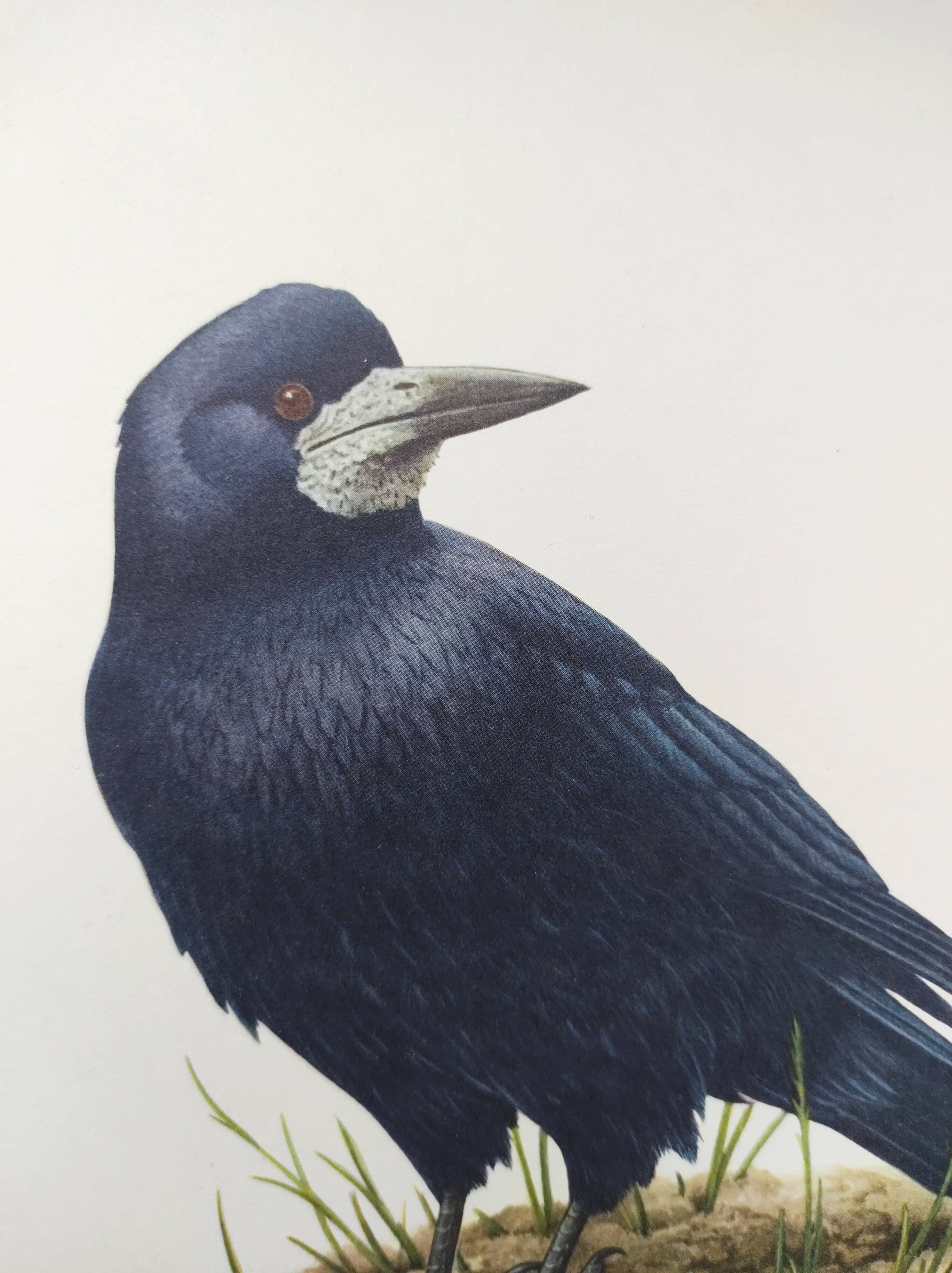 Old vintage bird board from the 60s 🐦 Crow Rook 🦜 Ornithological illustration