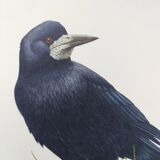 Old vintage bird board from the 60s 🐦 Crow Rook 🦜 Ornithological illustration