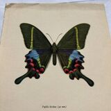 Gravure papillon déco vintage planche botanique naturaliste