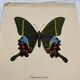 Vintage butterfly print botanical naturalist board