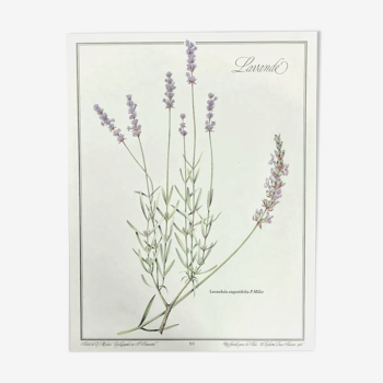 Botanical board lavender