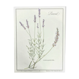 Botanical board lavender