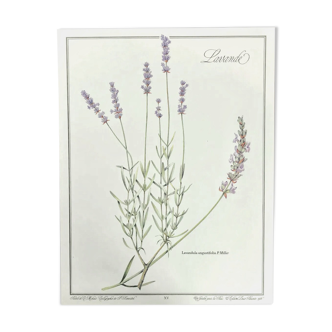 Botanical board lavender