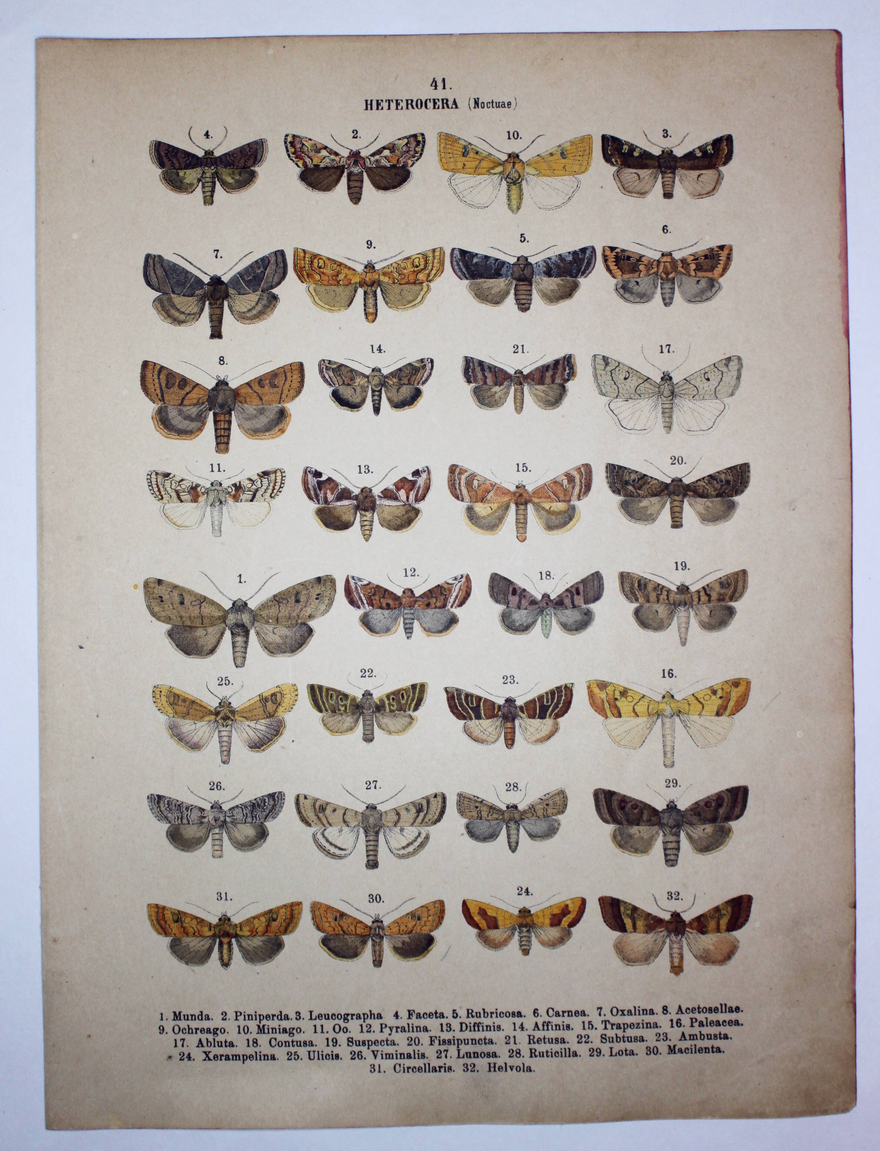 Antique print of Butterflies - Lithograph from 1887 - Munda - Illustration