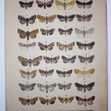 Antique print of Butterflies - Lithograph from 1887 - Munda - Illustration