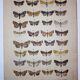 Gravure ancienne de Papillons - Lithographie de 1887 - Munda - Illustration