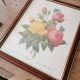 Tableau Redouté, Rose jaune et rose du Bengale.