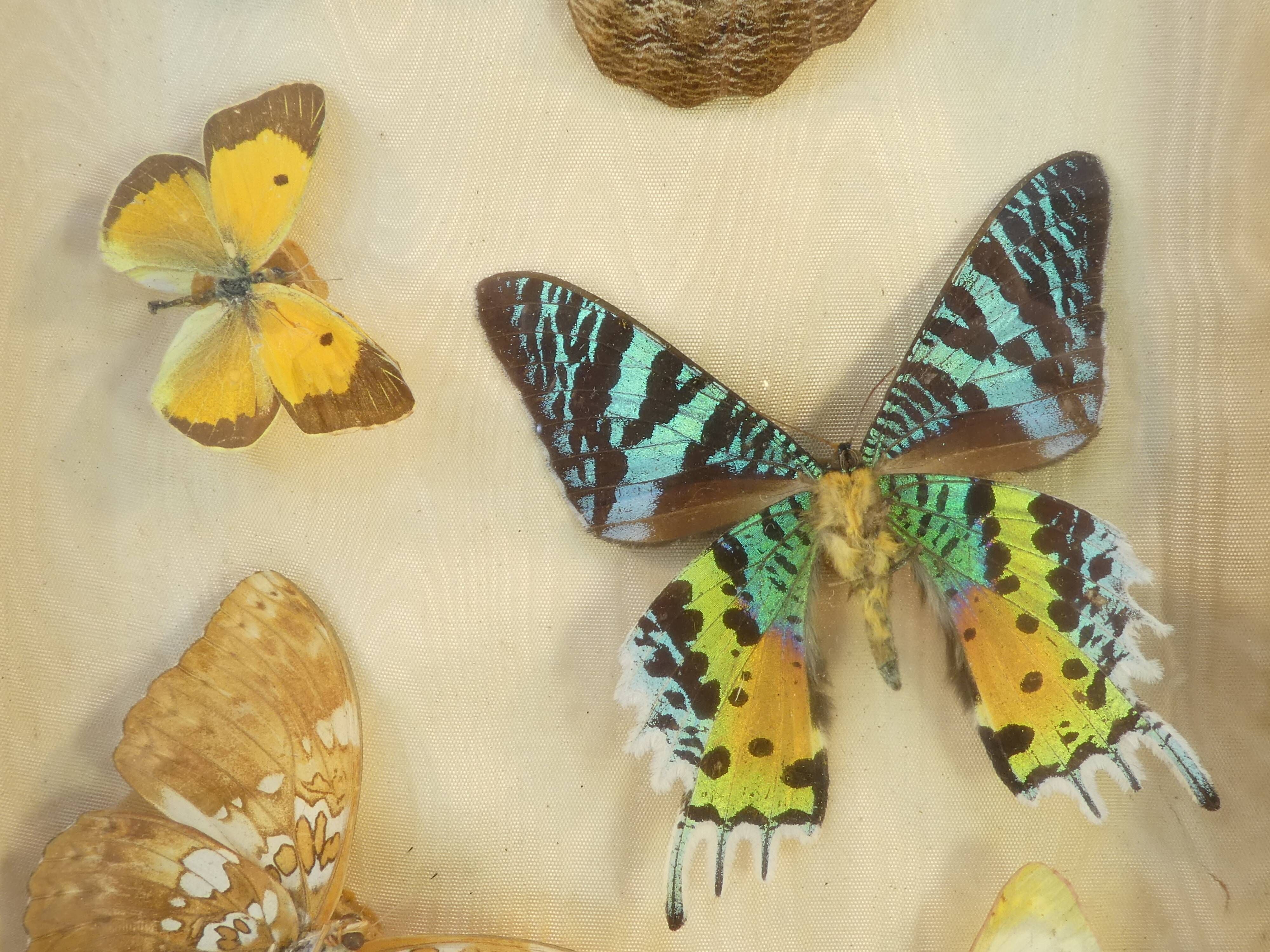 Entomology old taxidermy butterfly frame